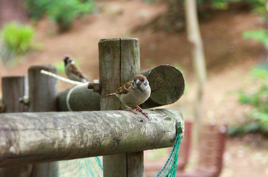 スズメ