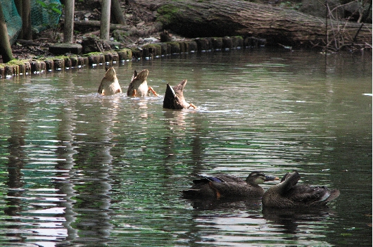 逆立ち採食するカルガモ