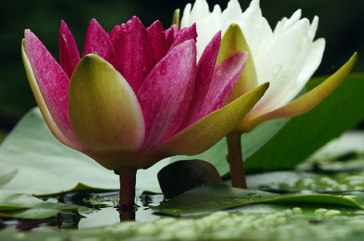 蓮の花