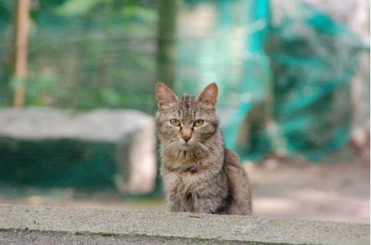 見つめる猫