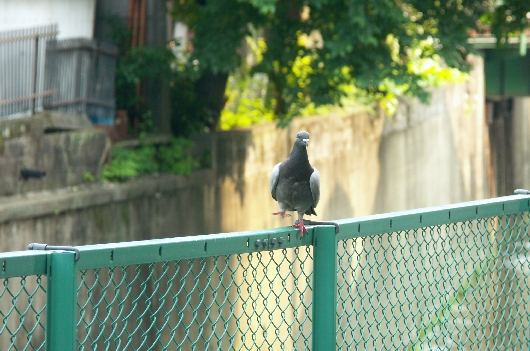 ハト