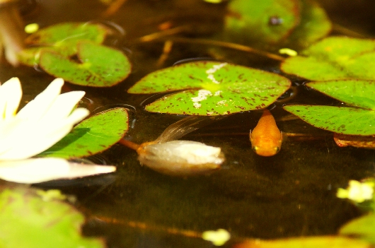 気をつけするめだか